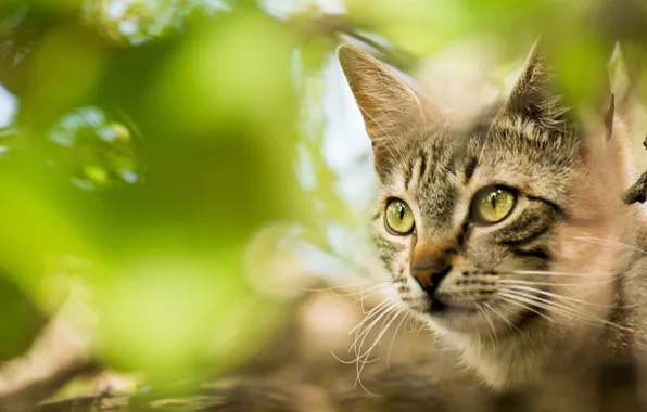 Cat, cat, look, nature, pose, grey, face, green background