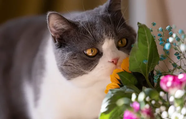 Cat, cat, look, flowers, pose, portrait, bouquet, face