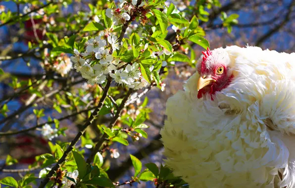 Leaves, light, flowers, branches, bird, spring, chicken, garden