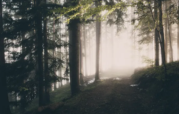 Forest, nature, fog