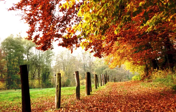 Field, leaves, trees, colors, Autumn, track, falling leaves, trees