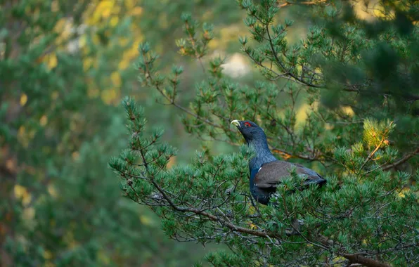 Picture trees, branches, bird, needles, pine, bokeh, grouse