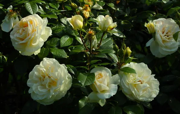 White, roses, blooming