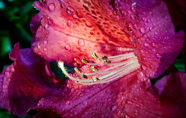 Flower, drops, macro, light, Rosa, pink, Lily, petals