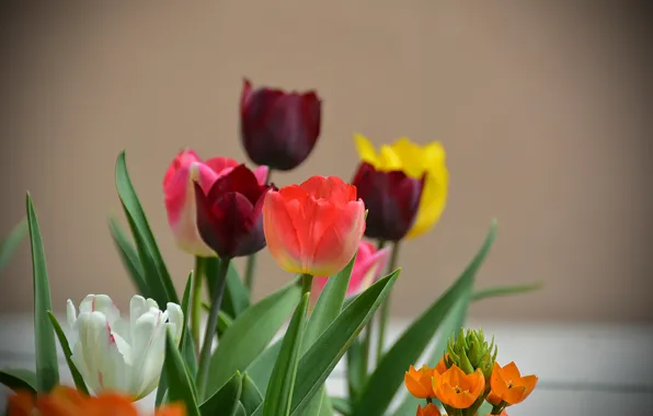 Picture Spring, Tulips, Spring, Bokeh, Tulips, Bokeh