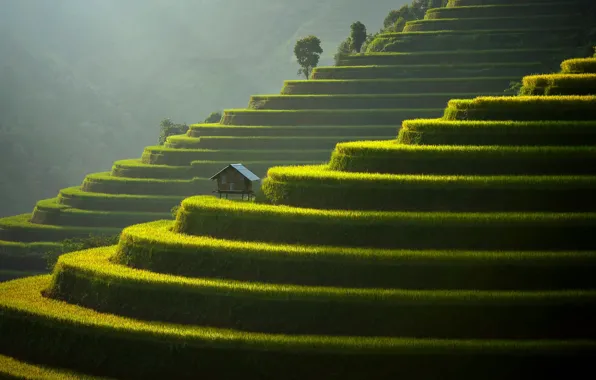 Vietnam, terraces, Xã Sử Pán, Lao Cai Province, Blind Cang Brushed