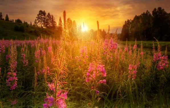 Field, forest, summer, the sky, the sun, light, trees, sunset