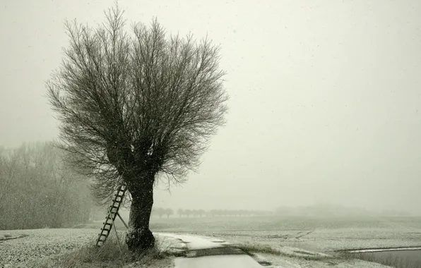Picture winter, road, snow, landscape, tree