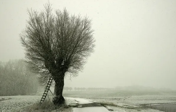 Winter, road, snow, landscape, tree