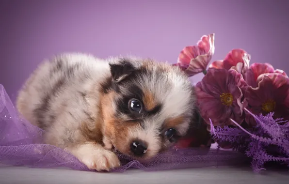 Picture look, flowers, puppy, shepherd, Australian shepherd