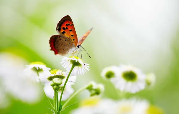 Butterfly, flowers, wings, bokeh
