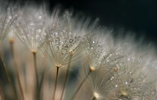 Drops, macro, flowers