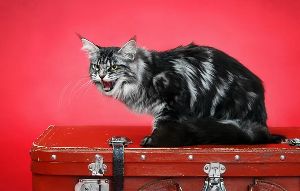 Cat, suitcase, the guardian