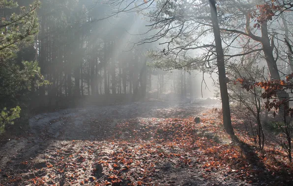 Autumn, forest, morning