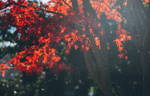 Red, trees, nature, autumn, leaves, branches, fall