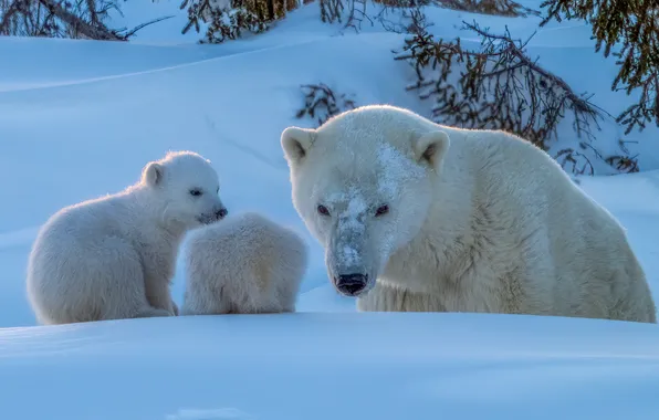 Picture winter, snow, bears, bear, cubs, Polar bears, Polar bears