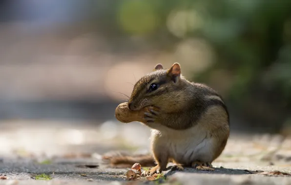 Picture Chipmunk, nuts, bokeh, rodent, peanuts