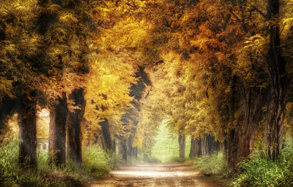Road, autumn, trees, nature
