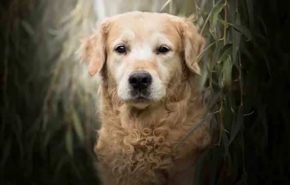 Picture look, face, leaves, branches, portrait, dog, Golden Retriever, Golden Retriever