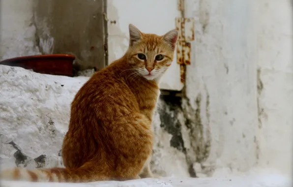 Cat, cat, background, red, street