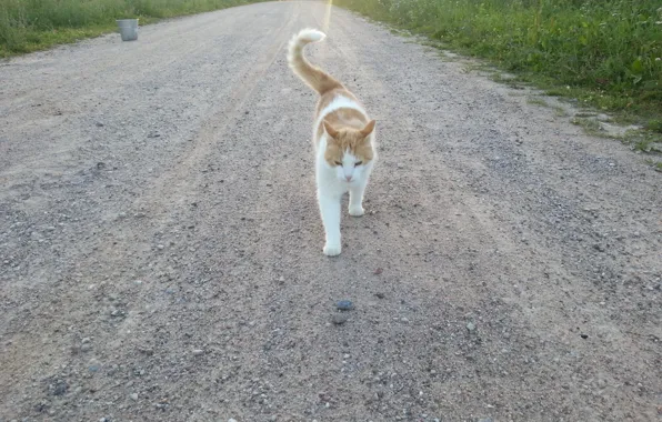 Road, grass, nature, animal, Cat, gravel, kitty, pet