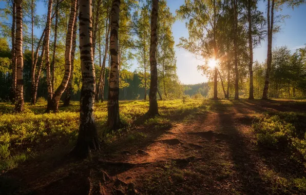 Picture road, greens, forest, the sky, the sun, light, spring, trunk