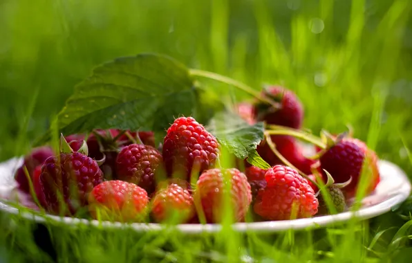 Grass, raspberry, plate