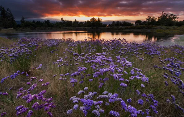 Picture field, landscape, sunset, flowers, the evening, meadow, pond, Wallpaper from lolita777