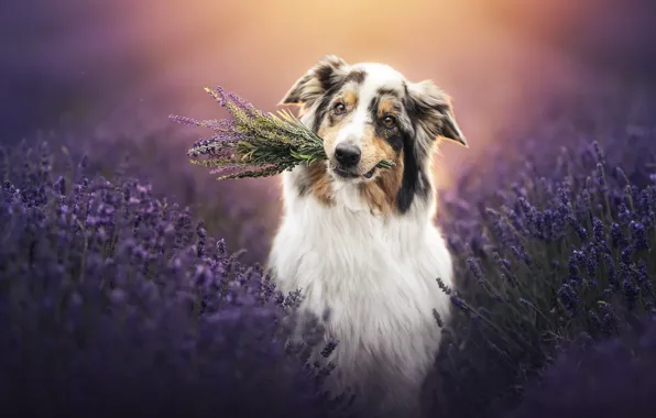 Each, dog, lavender