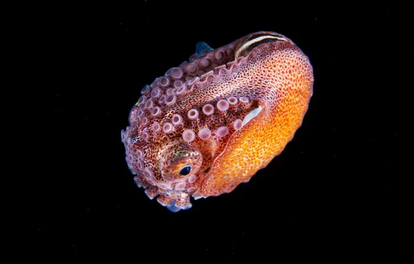 Sea, water, macro, clam, depth, black background, underwater world, under water