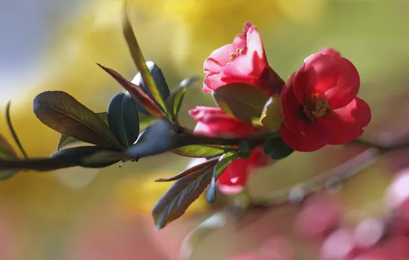 Leaves, light, flowers, blur, branch, spring, red, flowering