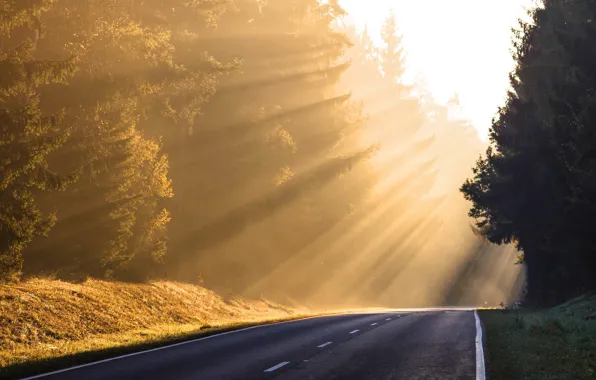 Picture road, fog, morning