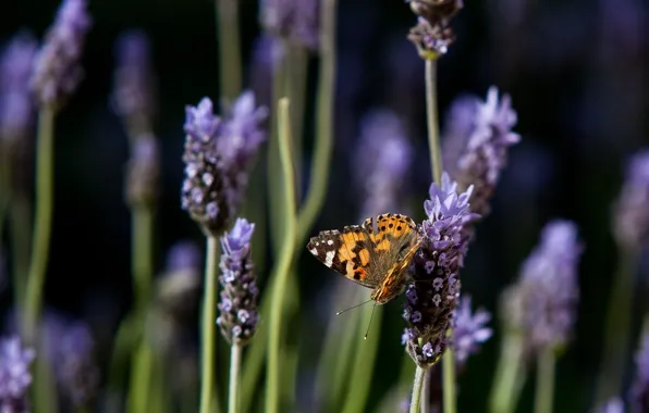 Flowers, nature, butterfly, lavender