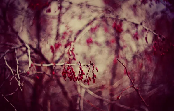 Macro, branches, twigs, barberry