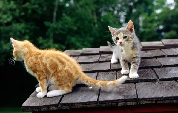 Picture roof, face, cats, red