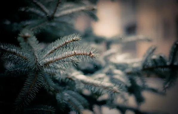 Winter, macro, snow, needles, nature, spruce