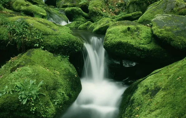 Forest, water, stream, stones, waterfall, moss, stream, green