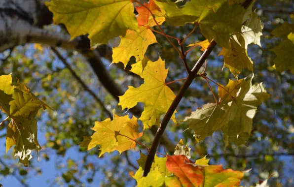Autumn, leaves, blue background