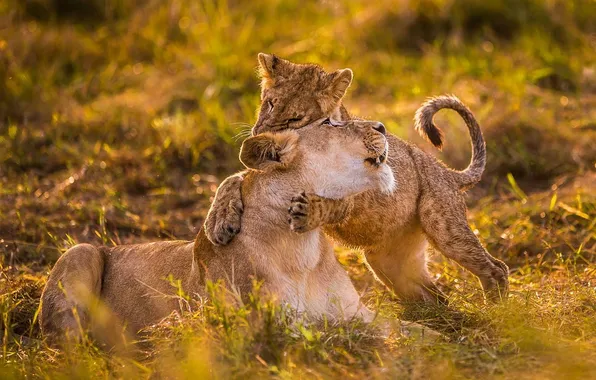 The game, lions, lioness, lion