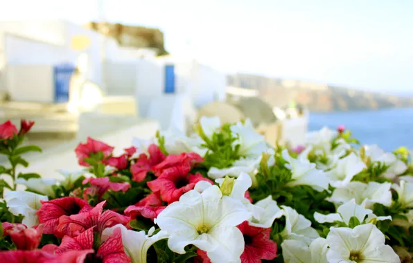 Picture sea, summer, the sun, flowers, Greece