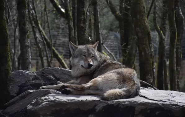 Nature, predator, animal, wolf, wildlife, portrait, portrait., Canis lupus. face