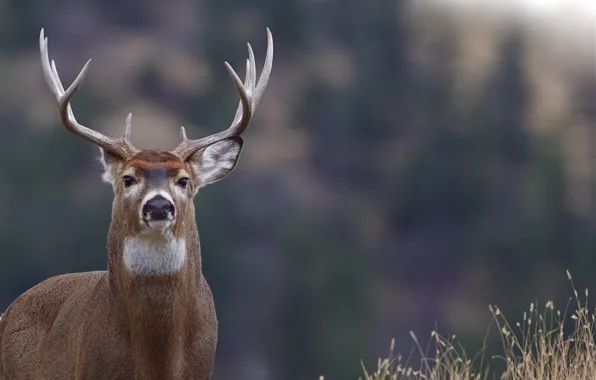 Nature, animal, deer, horns