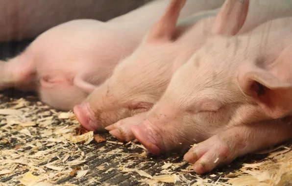 Sleeping, the barn, pigs