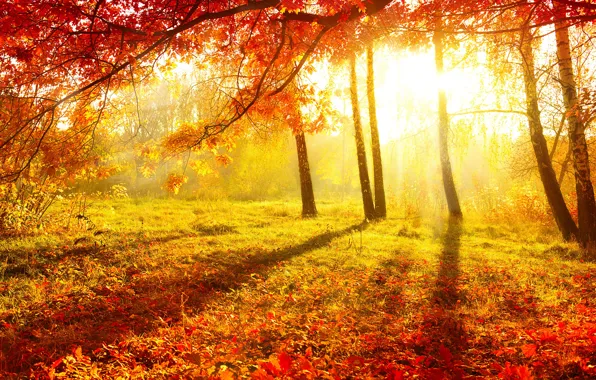 Picture autumn, forest, grass, leaves, the sun, light, trees, nature