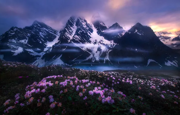 Picture clouds, snow, landscape, flowers, mountains, nature, fog, lake