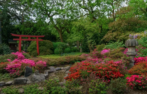 Picture trees, flowers, nature, garden