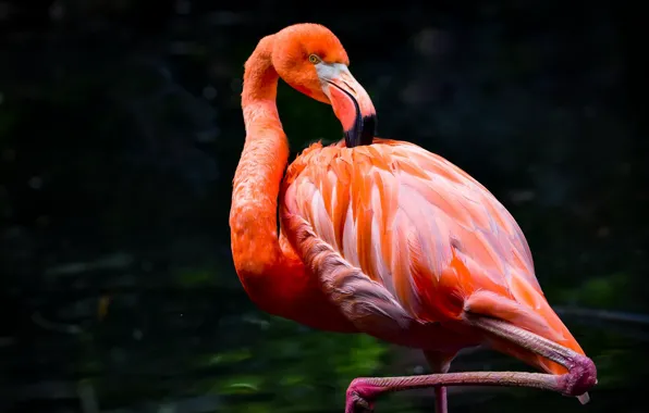 Pose, the dark background, bird, Flamingo, pond, pink flamingos