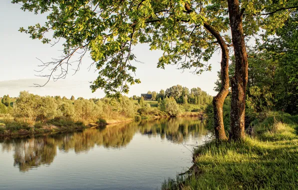 Picture grass, house, river, shore, spring, morning