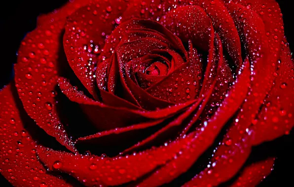 Drops, macro, red, roses