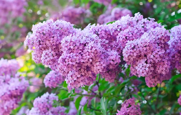Picture flowers, Bush, spring, purple, lilac, lilac